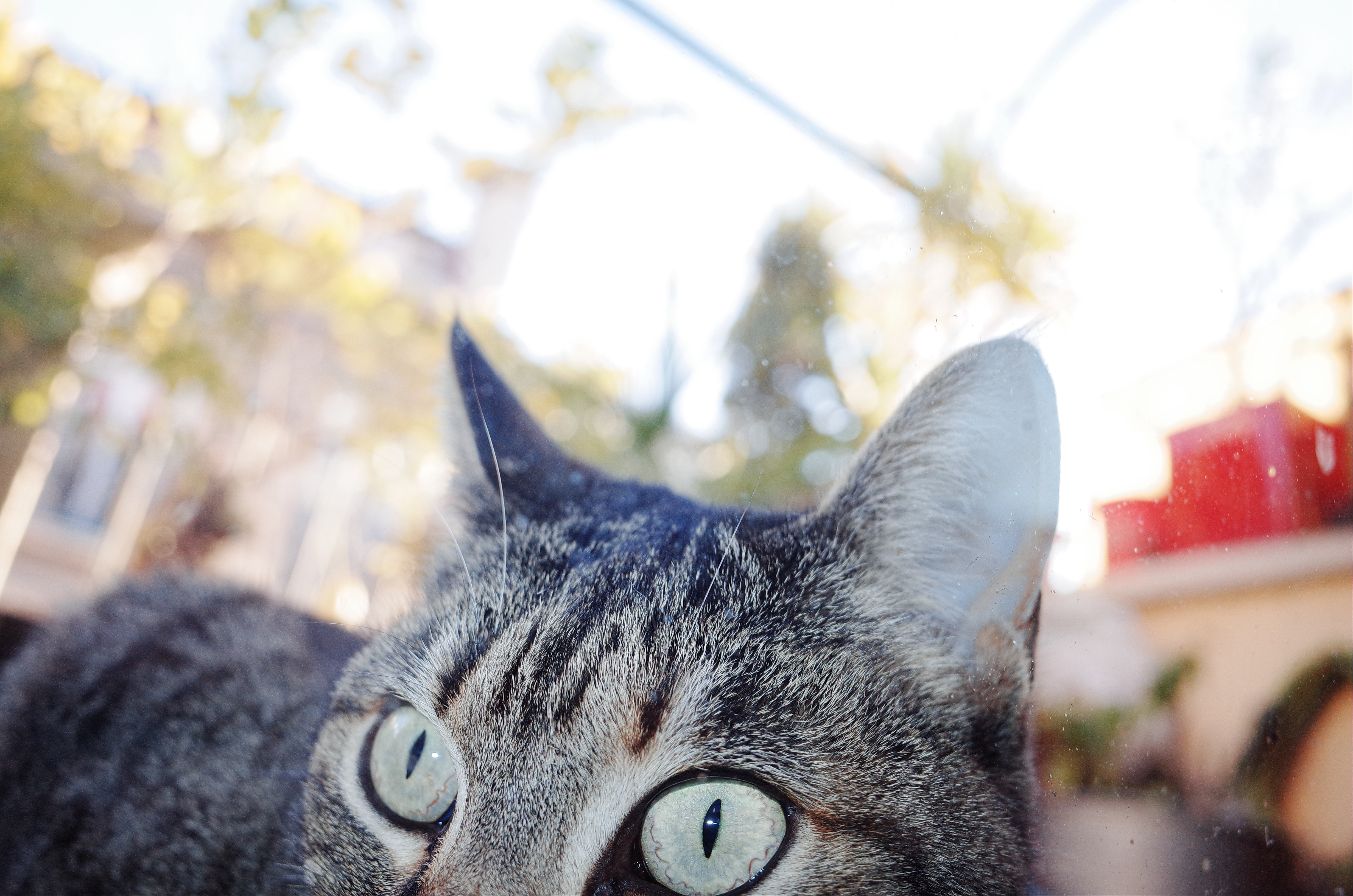 Callisto cat eyes. Shot in macro mode. Marseille, 2017