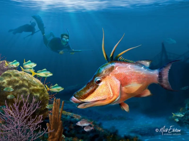 Hog snapper spearfishing art from fish artist, Mark Erickson