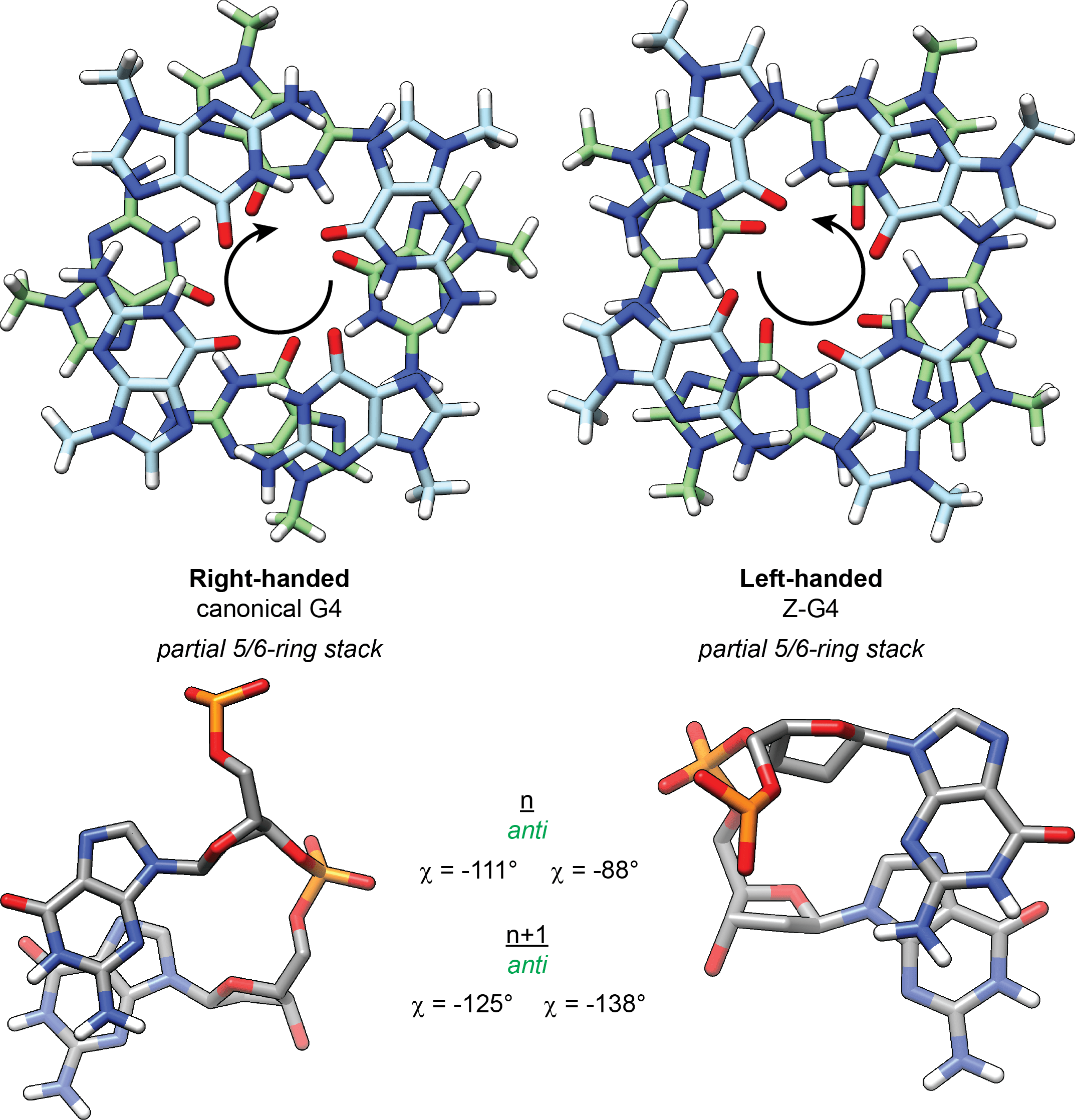 G4 guide Basics of Gquadruplex structures