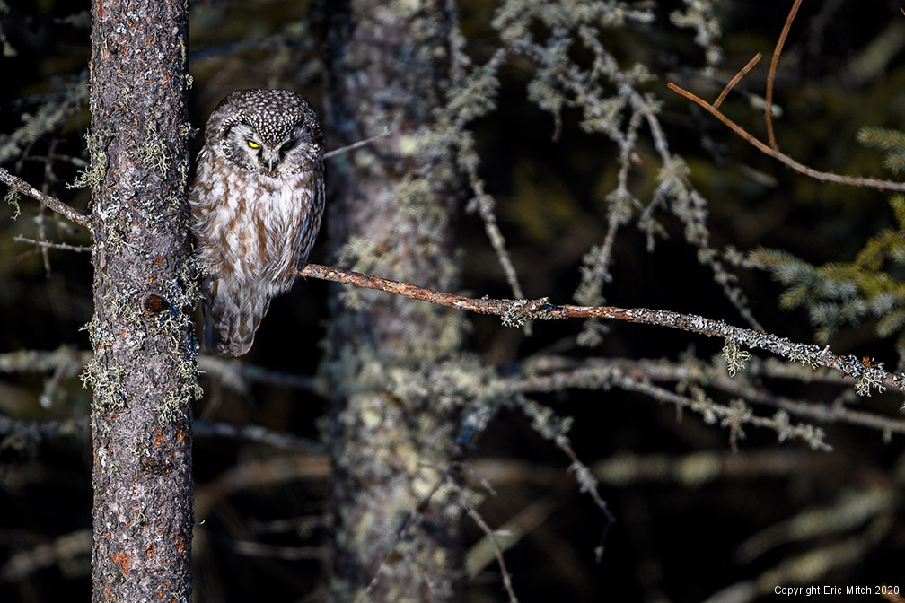 The Boreal Owl Eric Mitch Photography