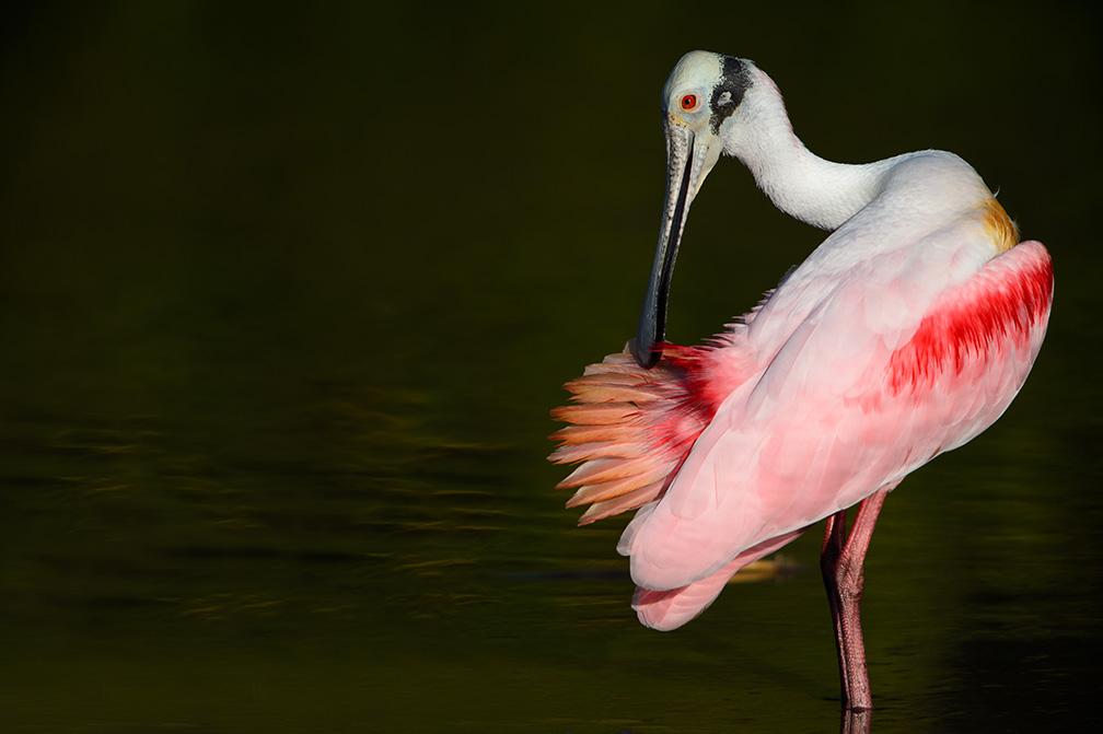 Roseate Spoonbill Eric Mitch Photography
