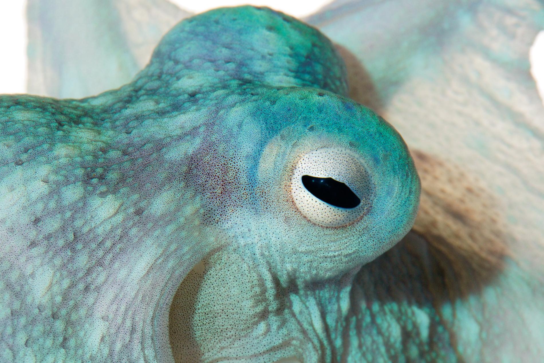 Why Do Octopuses Remind Us So Much of Ourselves? Eric's playground
