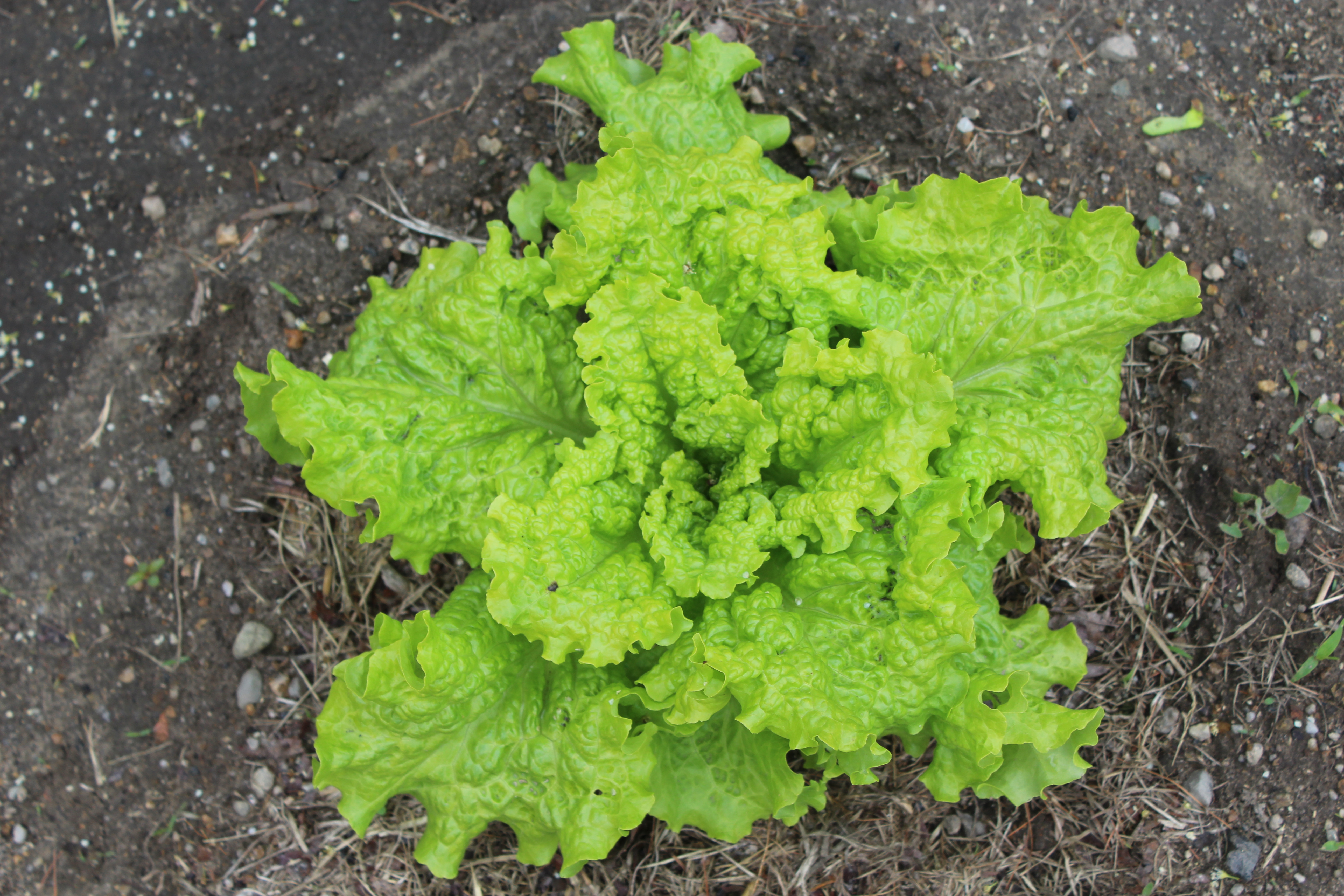 Growing Crispy Lettuce Leaves Eric's Organic Garden