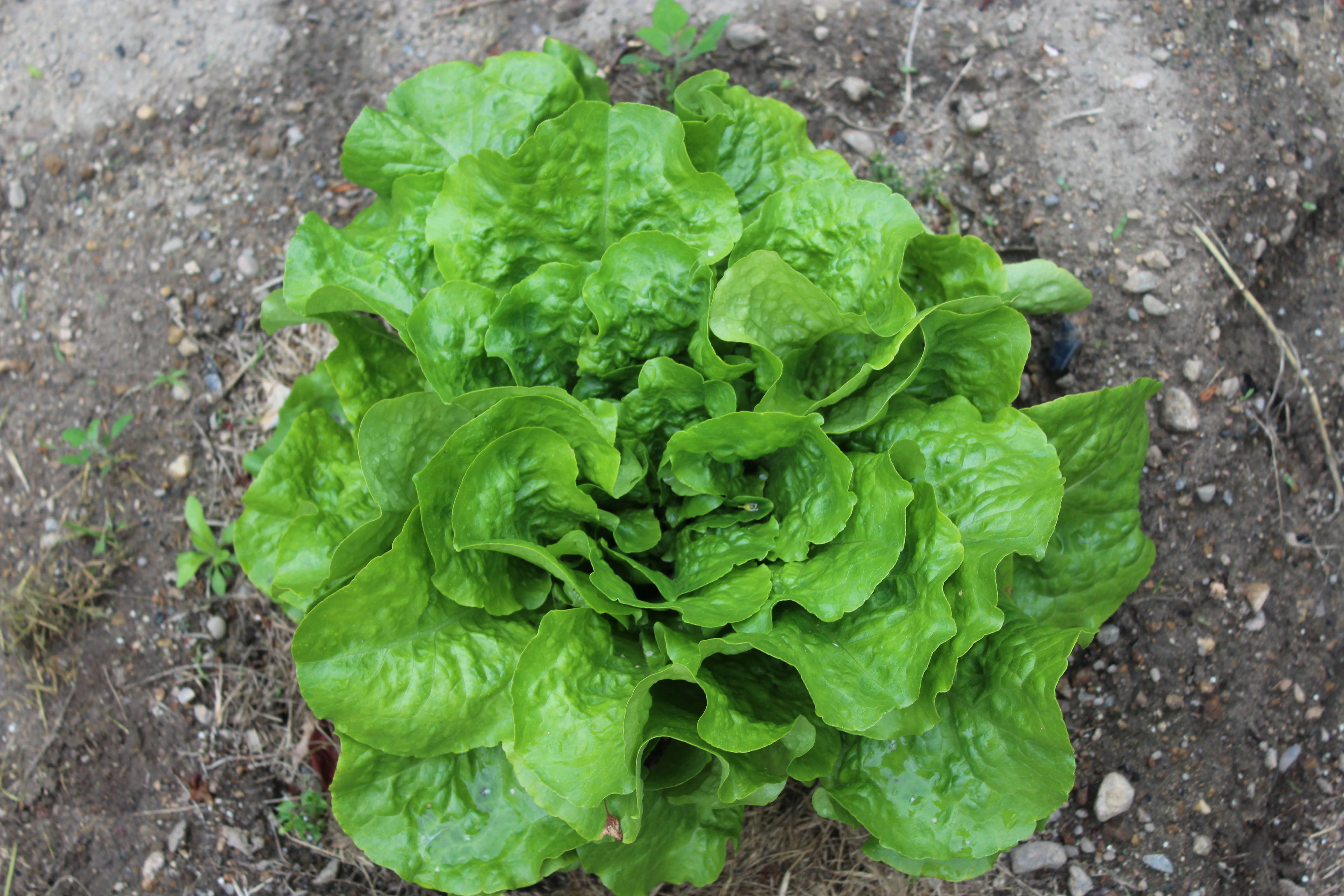 Growing Crispy Lettuce Leaves Eric's Organic Garden