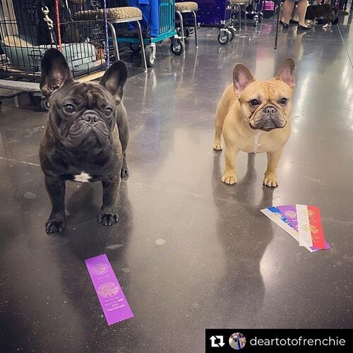 Erie Kennel Club 9457 Wattsburg Road, Erie, PA 16509 Incorporated