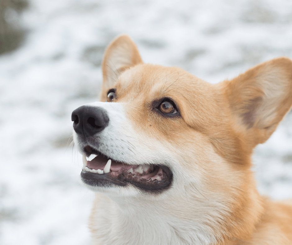 How to Care for Your Dog’s Paws in Winter Erie Station Village