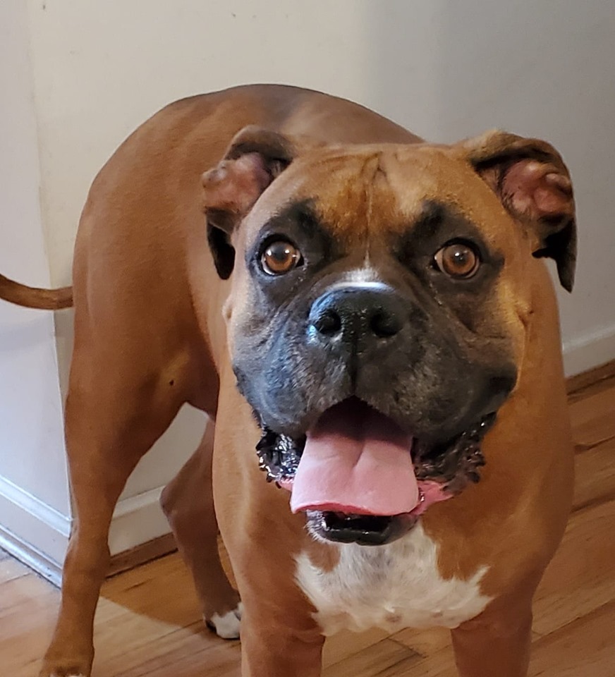 Pet Photo Gallery Erlanger Veterinary Hospital Erlanger, KY 41018 Vet