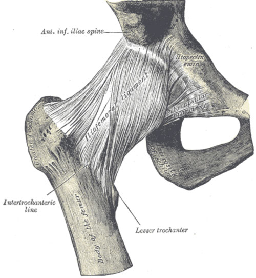 Round Ligament Hip