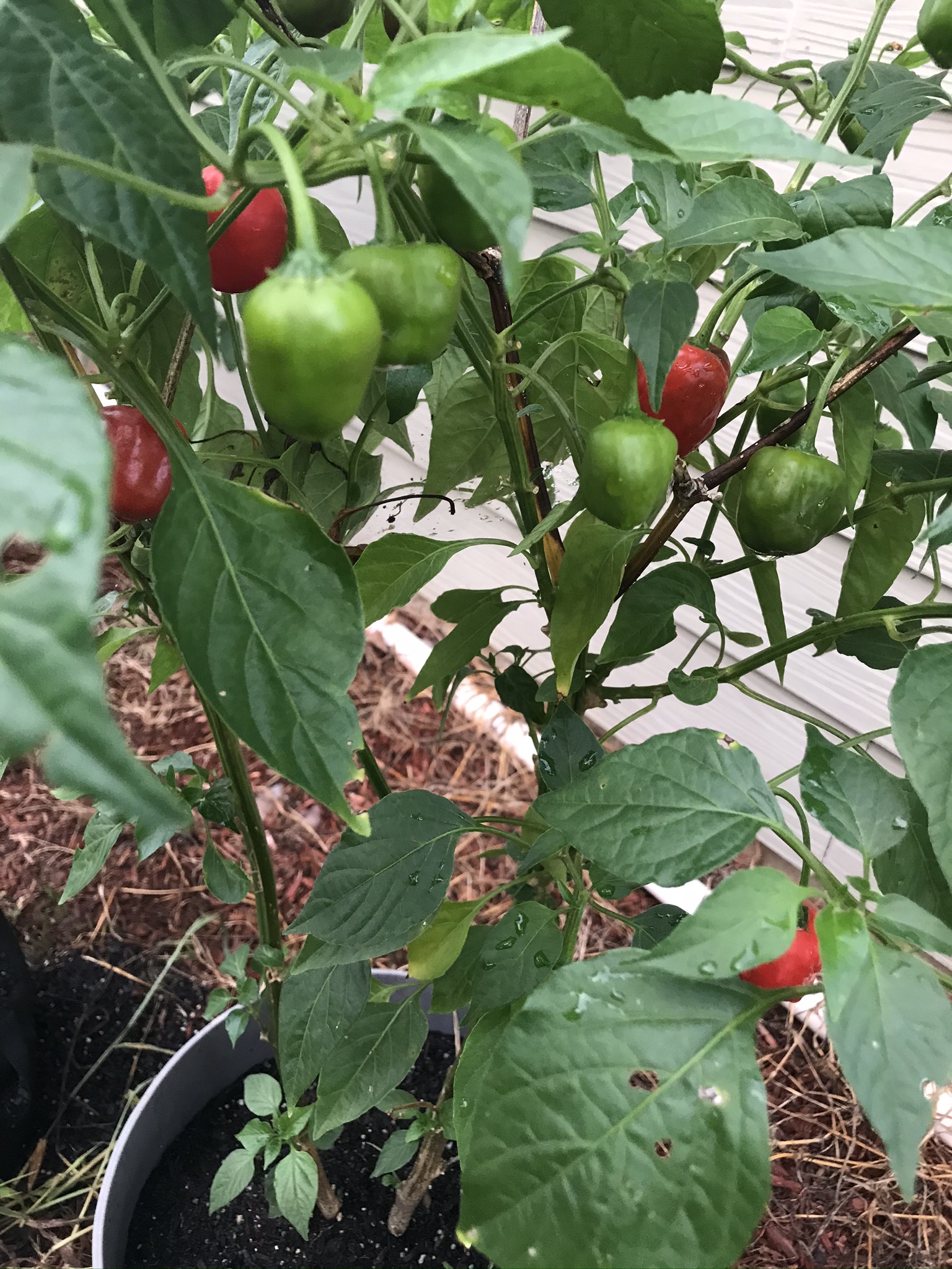 Organic Garden 2020 Organic_2020