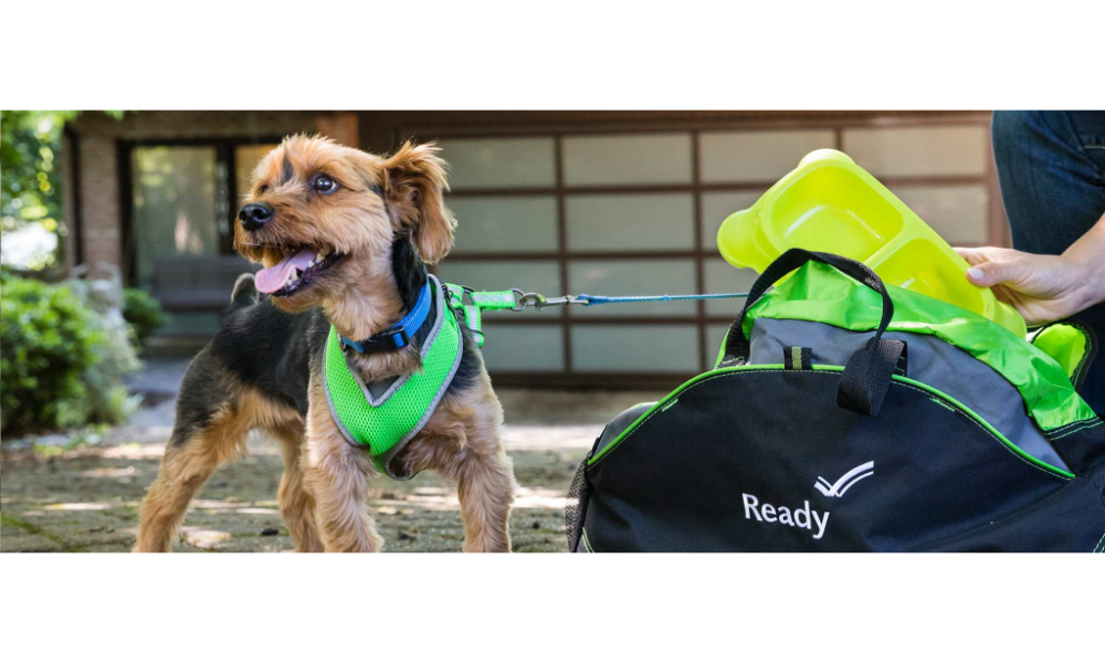 Pet Screening A Handy Guide for All Pet Owners EroFeel