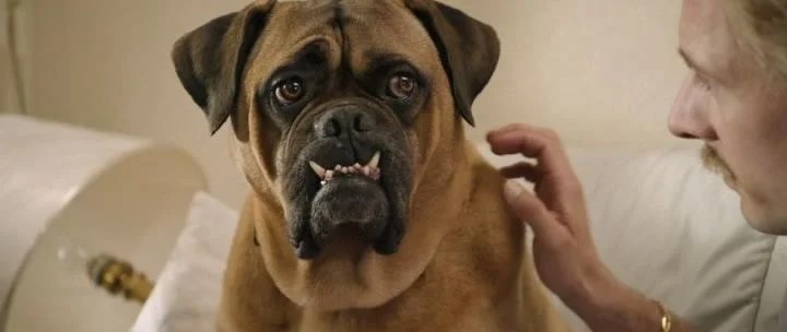 Skirby Dog Video