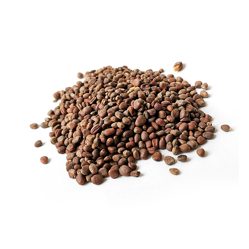 Radish Seed (LaiFuZi) Dekang Medical DekangMedical