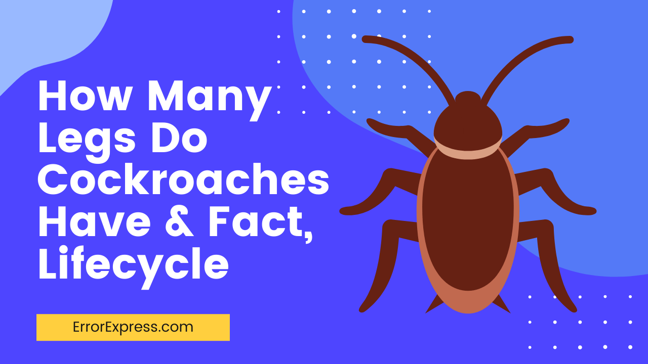How Many Legs Do Cockroaches Have & Fact, Lifecycle Error Express