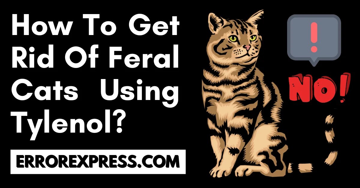 How To Get Rid Of Feral Cats Using Tylenol?