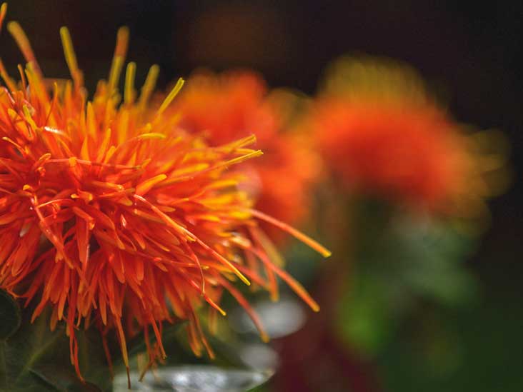 Safflower Cultivation కుసుమ పంటలో నీటి మరియు కలుపు యాజమాన్యం