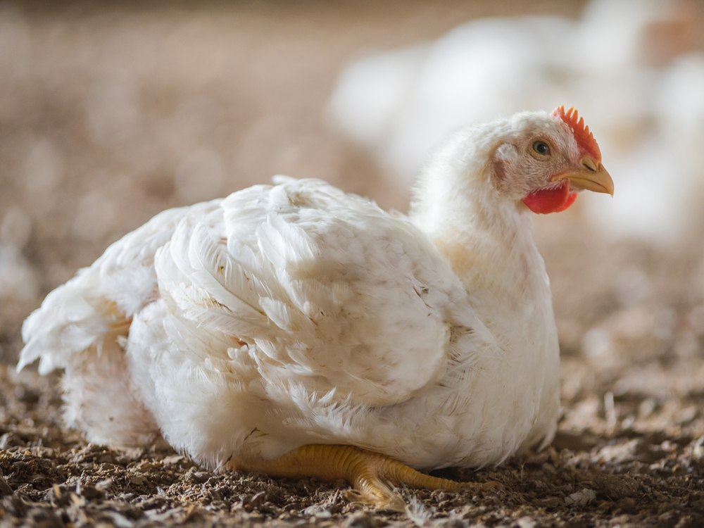 Broiler Management మాంసపు కోళ్ళ పెంపకం నిర్వహణలో కొన్ని