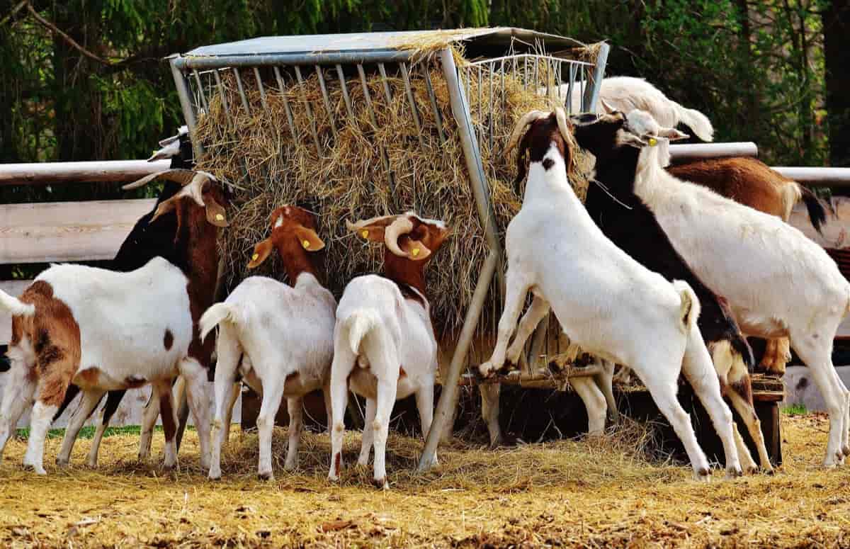 Goat Rearing మేకల పెంపకం లో రైతులకు మెళుకువలు.!
