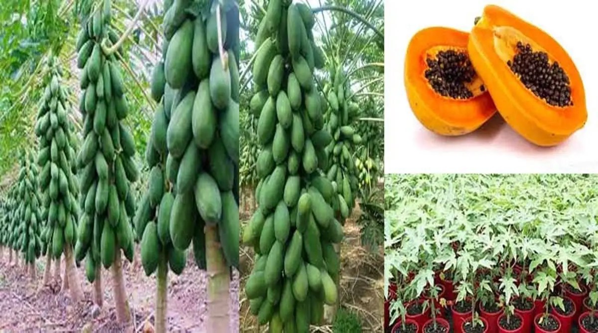 Papaya Farming బొప్పాయి పంట సాగు.. రైతులకి మంచి లాభాలు.!