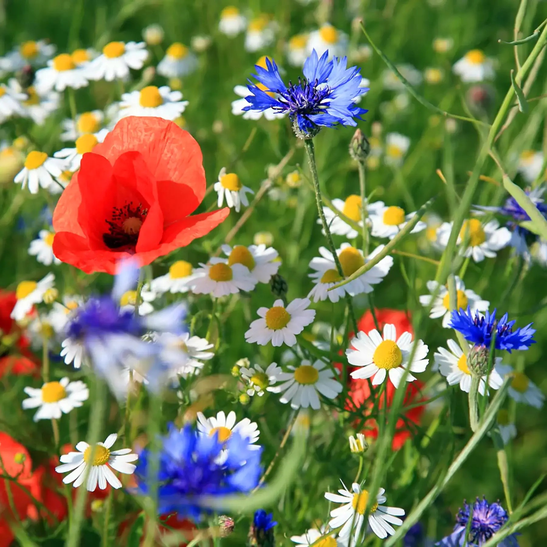 Native Irish Wildflower Seed Mixture Annual ERVA Native Irish
