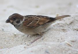 Perjalanan Seekor Burung Pipit | Sampaikan Walau Satu Ayat