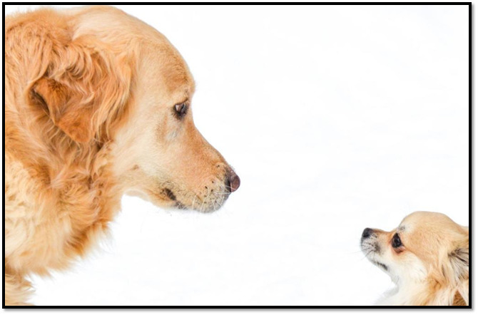 Acertijo; si tu perrita tiene 3 perros uno grande uno mediano y uno
