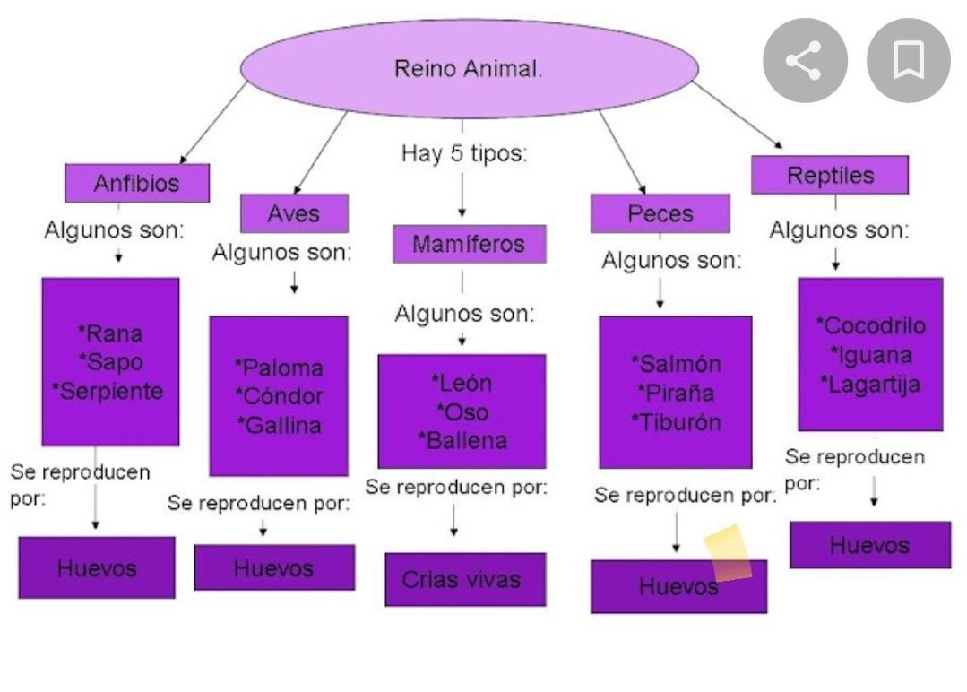 Mapa conceptual Del Reino Animal?? Brainly.lat