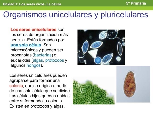 cuales son los cinco organismos unicelulares que se utiliza para