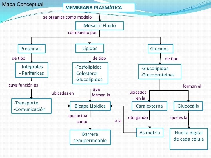Que es un mapa conceptual Brainly.lat
