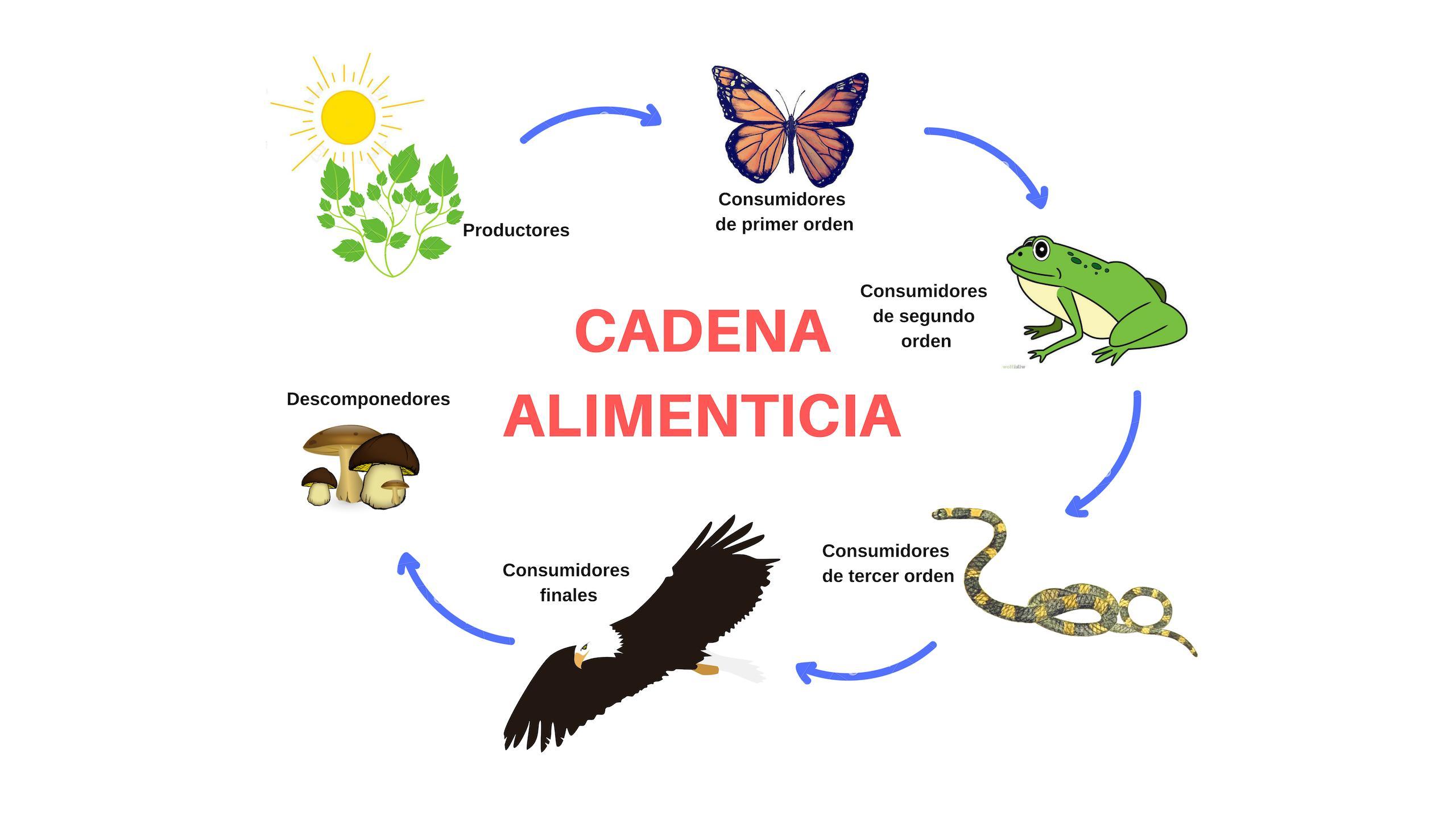 Un ejemplo de la cadena alimenticia Brainly.lat
