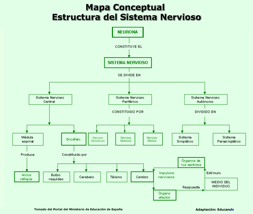 mapa conceptual sobre el sistema nervioso de los animales Brainly.lat