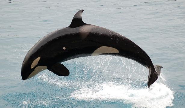 Por su alimentación como se clasifican las orcas? Brainly.lat