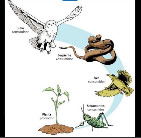 cadena alimenticia de 5 animales sin Brainly.lat