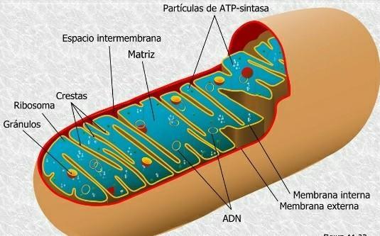 Son Organelos De Doble Membrana A) Citoesqueleto B) Centríolos C