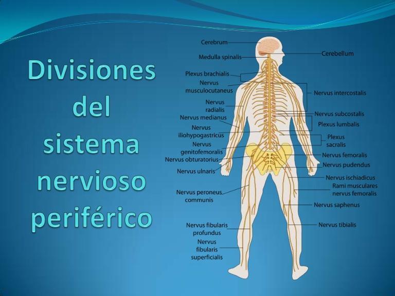 está formado el sistema nervioso periferico? Brainly.lat