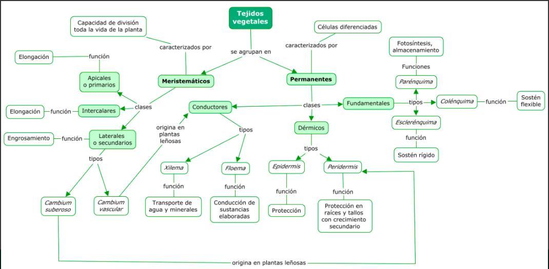 mapa conceptual de los tejidos vegetales Brainly.lat