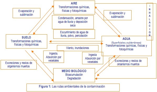 un organizador grafico que muestre los diferentes tipos de