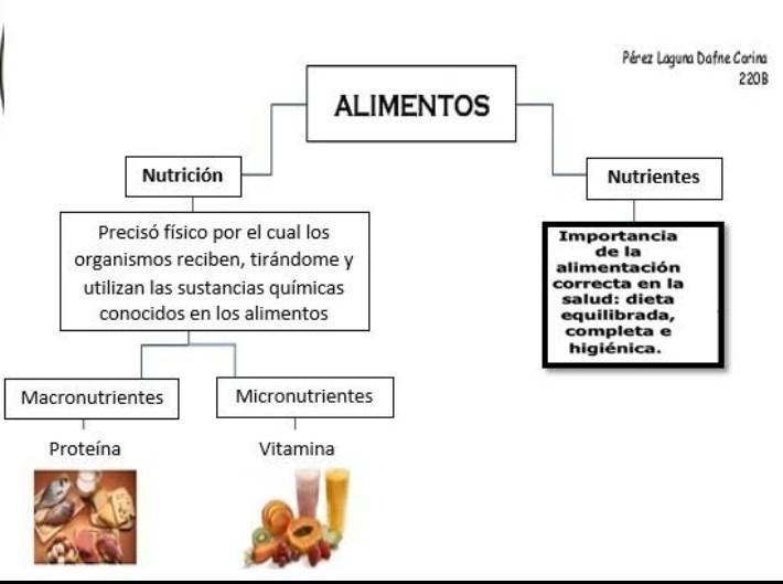 mapa conceptual sobre la importancia de los alimentos y sus nutrientes