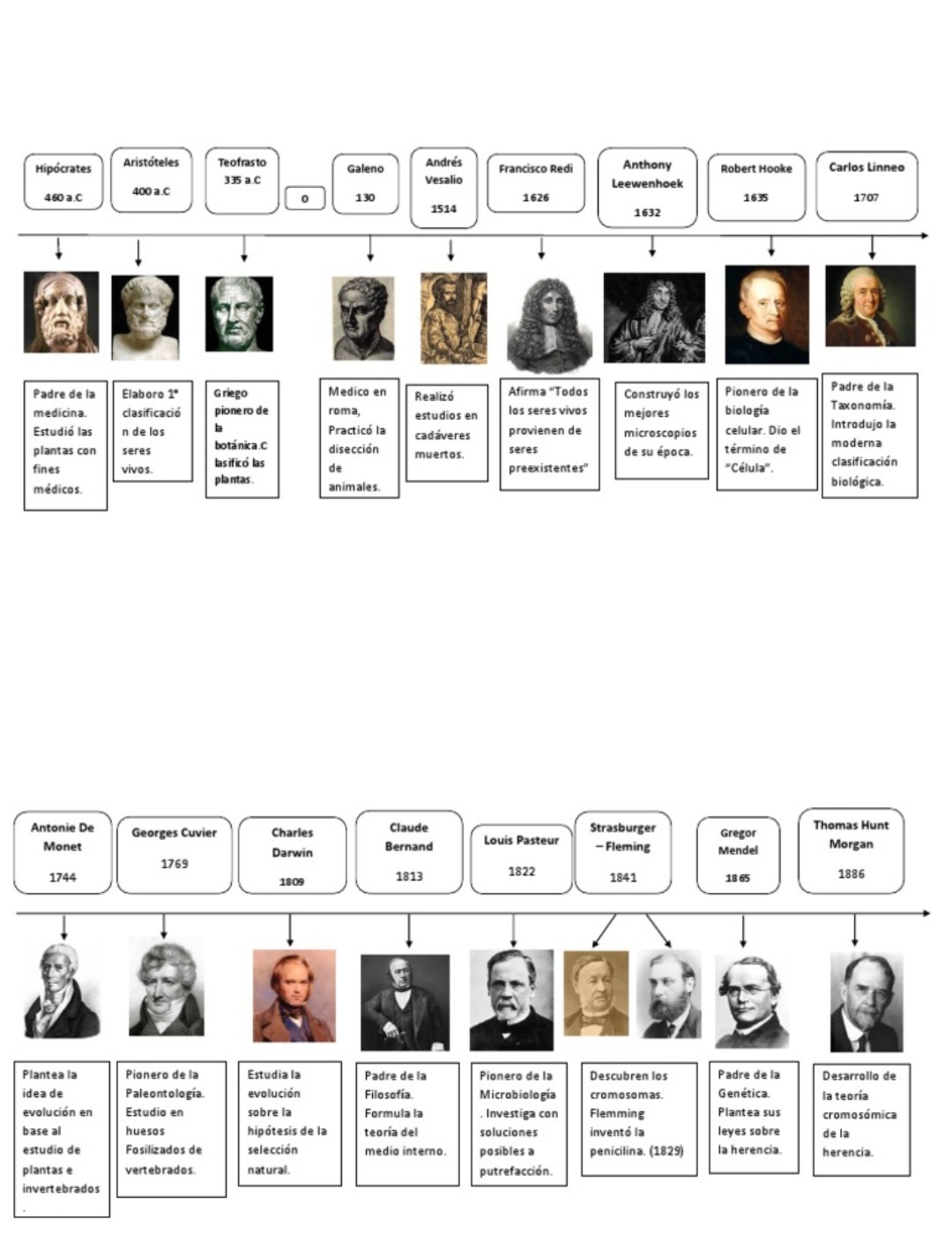 Cientificos que aportaron ala biologia linea del tiempo . Brainly.lat