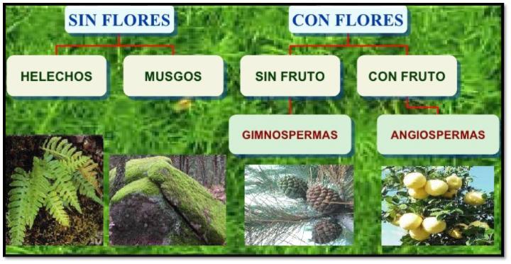 5 Nombres De Plantas Sin Flores Ni Frutos Vernajoyce Blogs