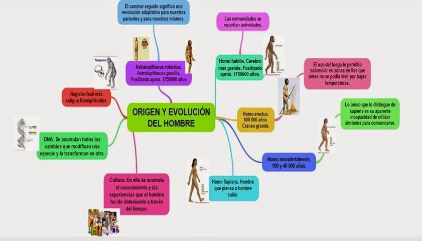 Mapa conceptual del origen de la humanidad? Brainly.lat