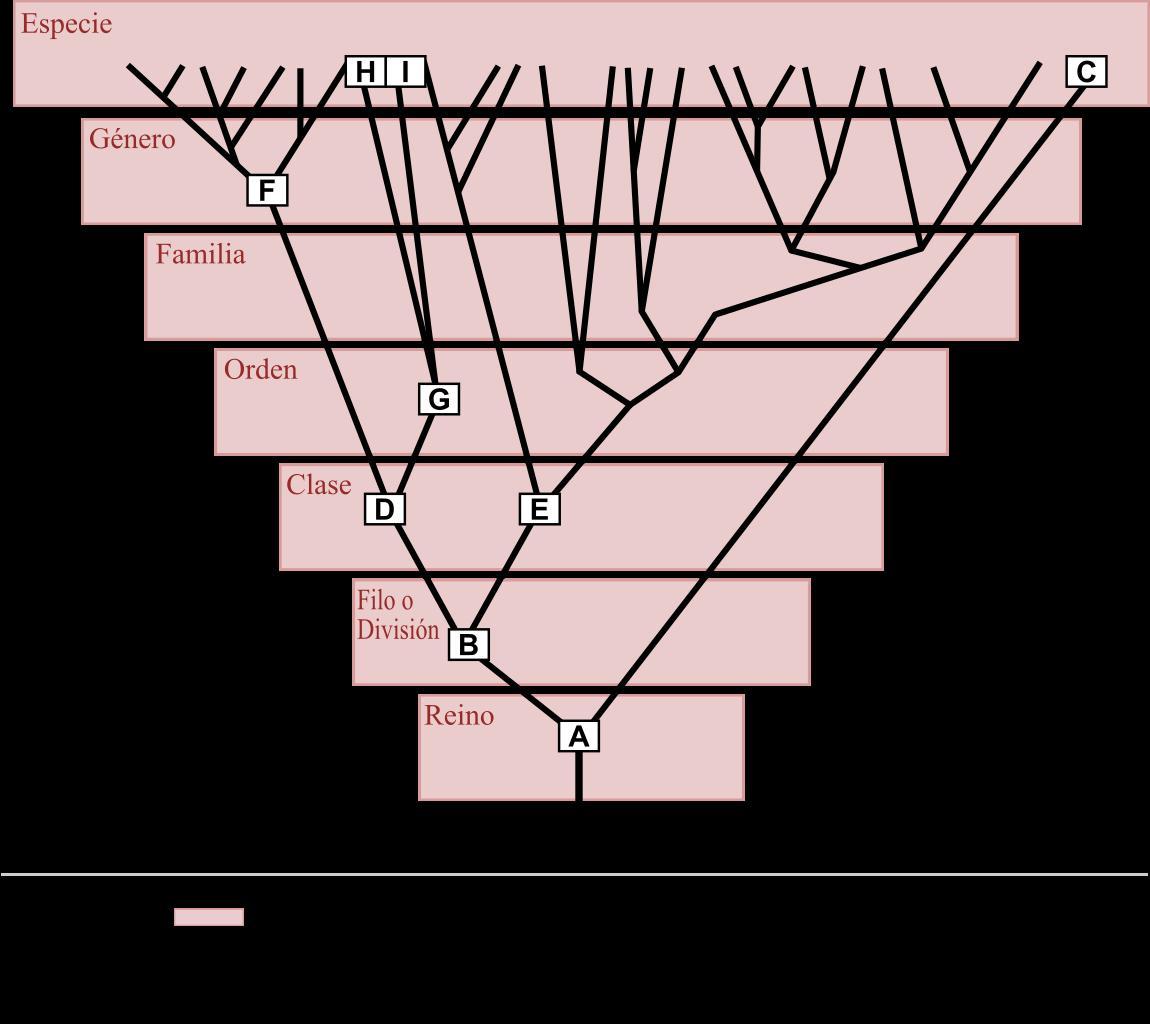 Cual Es La Importancia De La Taxonomia? Brainly.lat