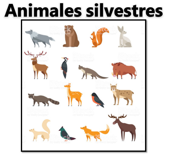 porque los animales silvestres son importantes para el ser humano