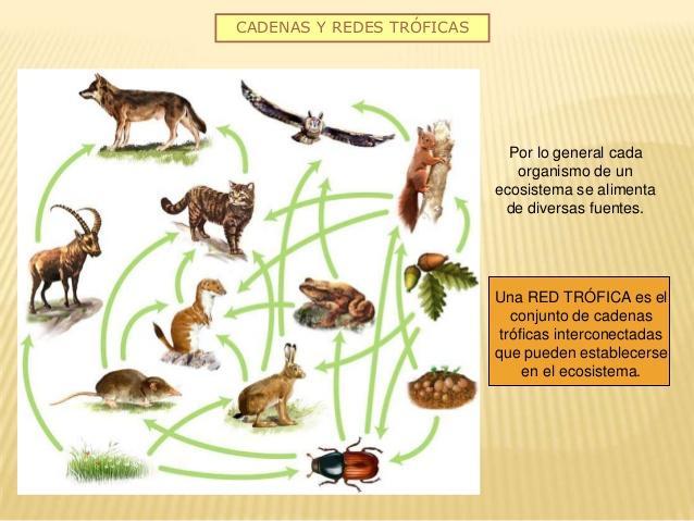 una cadena trofica de la sabana Brainly.lat