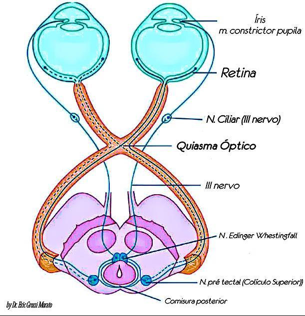 ¿Qué es el quiasma optico y cuál es su función? Brainly.lat