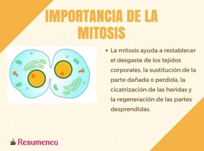 porque es importante la division celular mitosis Brainly.lat