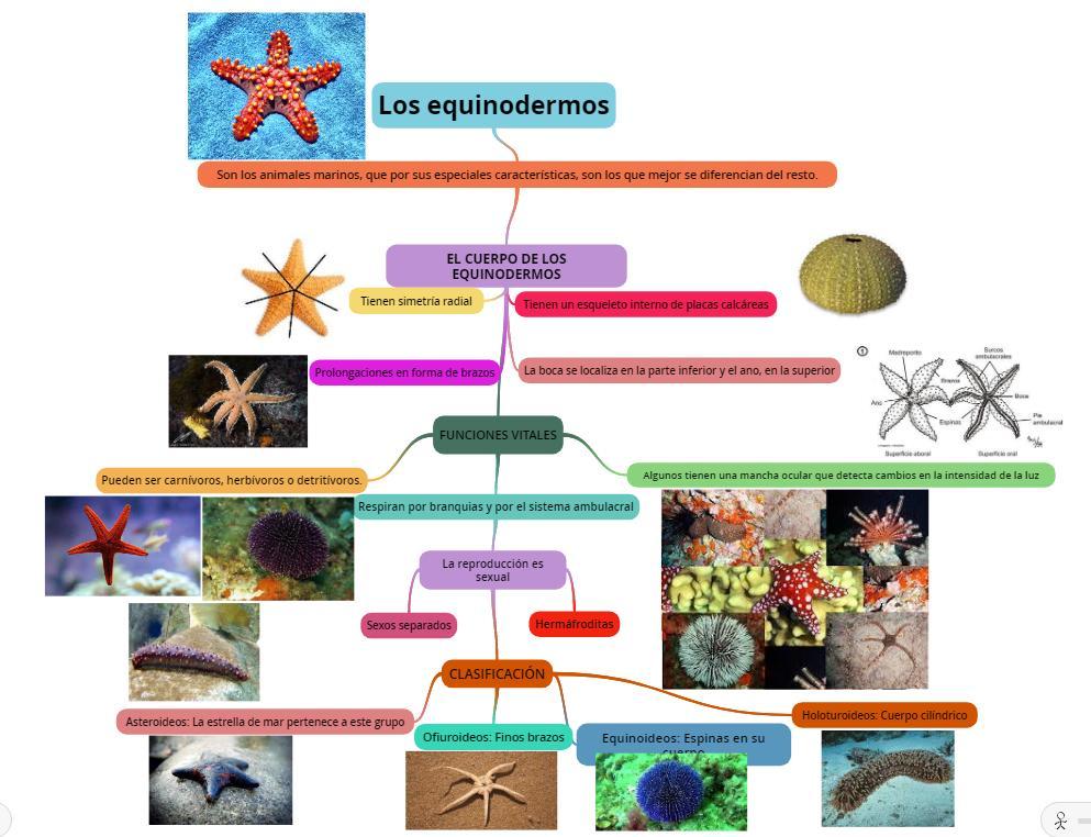 mapa conceptual de los equinodermos Brainly.lat