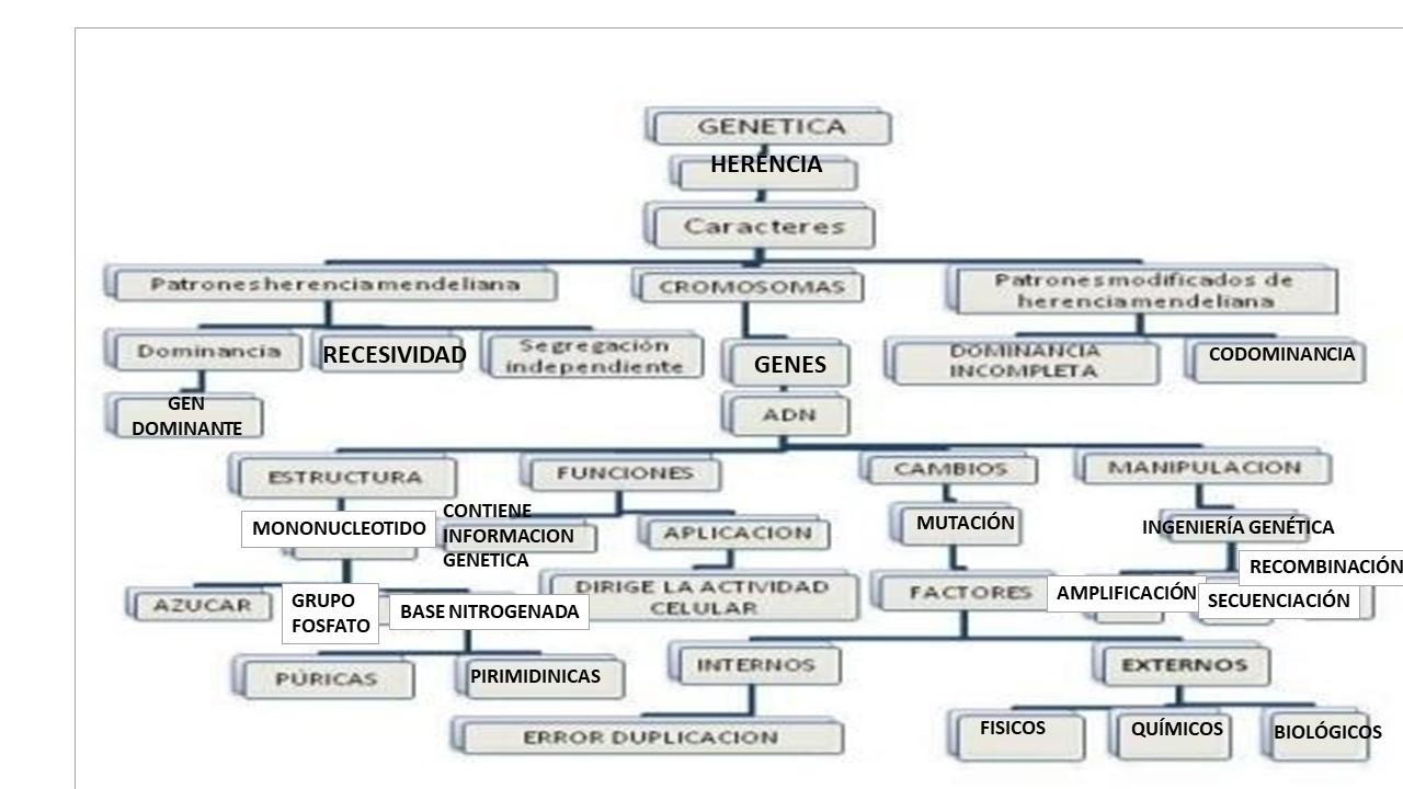 54+ Mapa Conceptual De Humana PNG Universo