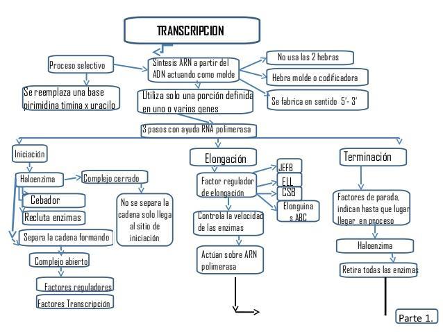 necesito un mapa conceptual sobre la transcripcion del adn Brainly.lat