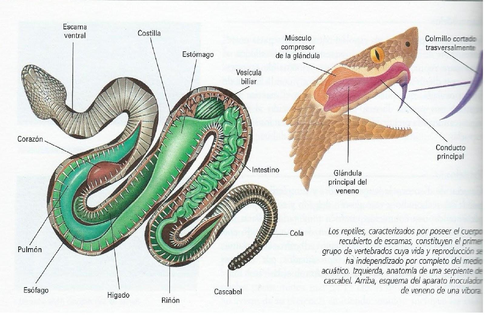 la morfología (estructura interna y características externas) de los