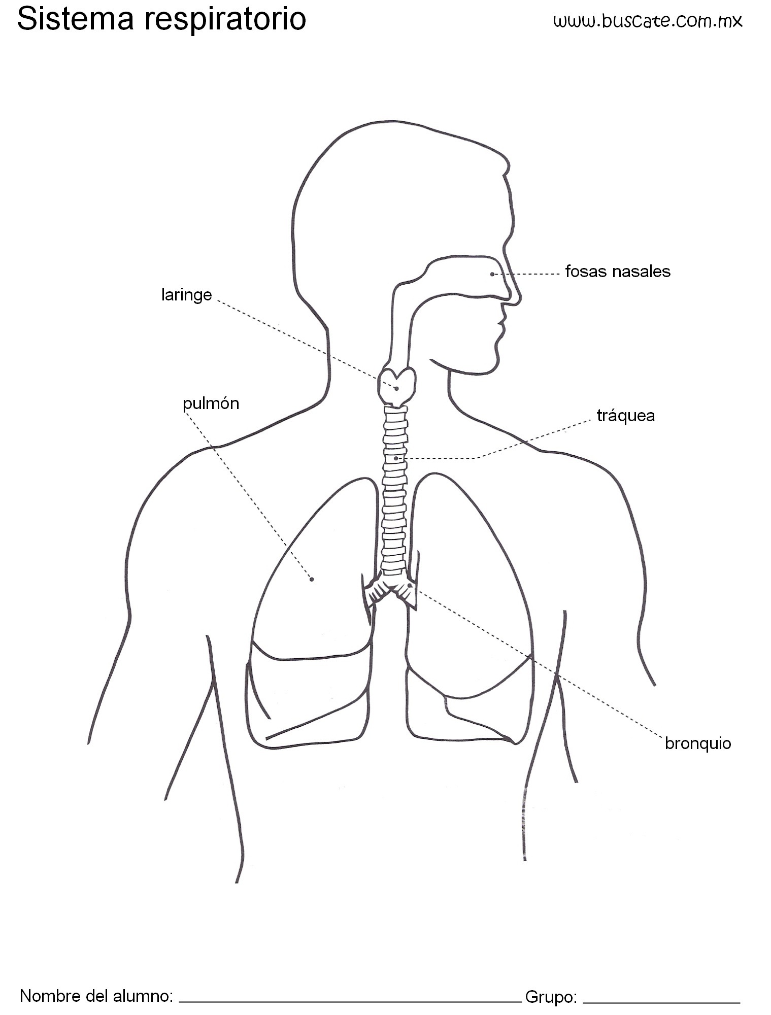 ¿ el dibujo del sistema respiratorio? Brainly.lat